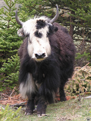 yak