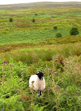 sheep