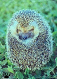 hedgehog1