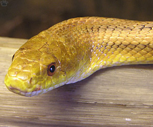 snake