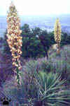 yucca