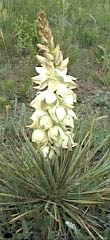 yucca