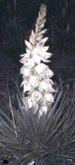 yucca