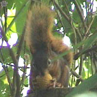 squirrel