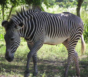 zebra