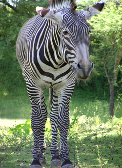 zebra