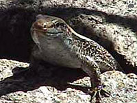 lizard