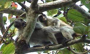 monkey