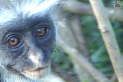 monkey