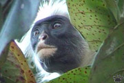 monkey