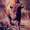 bison